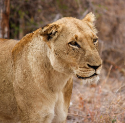 South African Lion looking at prey