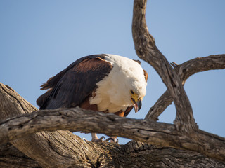 Portrait of giant African Fish Eagle sitting in dead tree and feeding on a fish, Chobe NP, Botswana, Africa