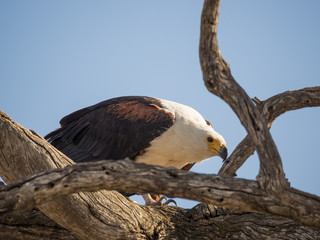 Portrait of giant African Fish Eagle sitting in dead tree, Chobe NP, Botswana, Africa