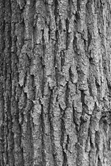 Bark of an old tree