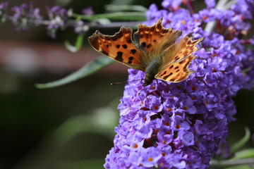 Schmetterling
C-Falter