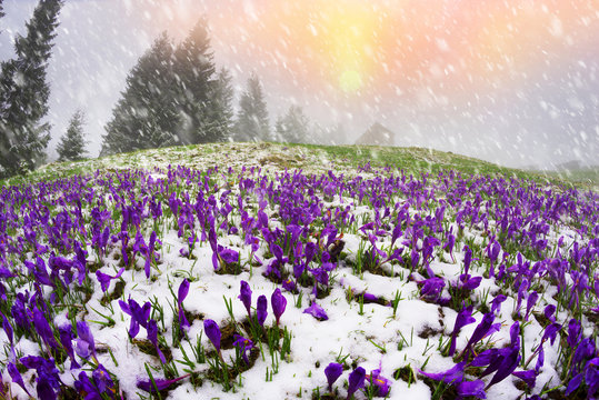 Snow-covered field of crocuses