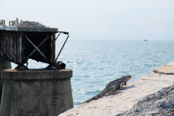 Fototapeta premium Geckos sitting on the rocks in front of a broken bridge