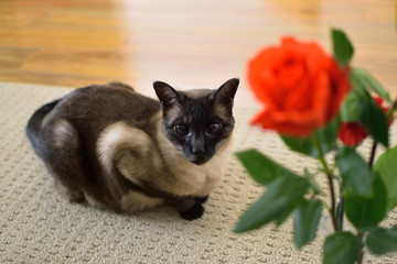 A Siamese cat next to a red rose