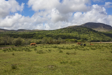 Landscape Panorama