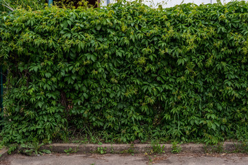 Fototapeta na wymiar Vertical garden green leaves wall or tree fence for background