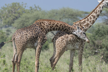 Giraffe Necking