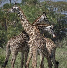 Giraffe Family