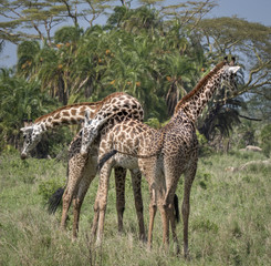 Necking Giraffes