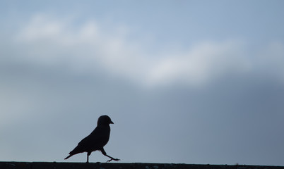 Crow in silhouette walking