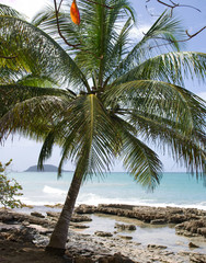 Obraz premium Cocotiers