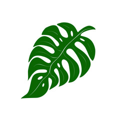 Vector summer palm leaf