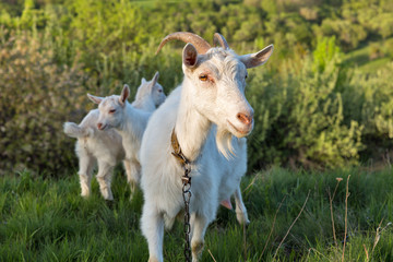 Family of domestic goats in a pasture spring orchard