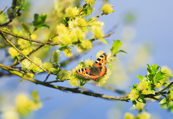 beautiful butterfly sitting on a fluffy yellow willow branches in the spring