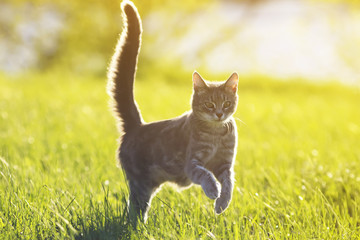  tabby cat fun running on green meadow in Sunny summer day