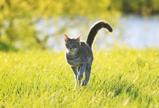 sweet tabby cat fun running on green meadow in Sunny summer day