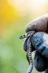 A small gray snake in hand, wearing gloves. The vertical frame. Close-up