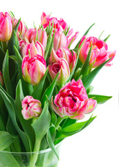 Bouquet of bright pink fresh tulips close up isolated on white background
