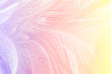feather soft colorful background