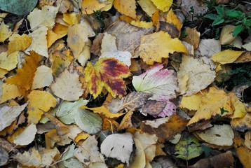 autumn leaves texture
