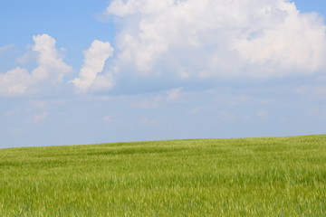 Obraz premium field