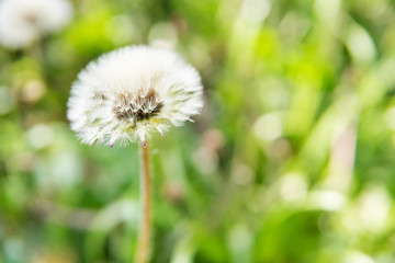 White fluffy dandelion against background of green grass
