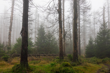 Fototapeta premium The old and autumn forest in Harz, Germany