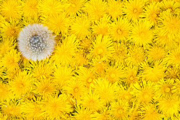 Fototapeta premium One ripe dandelion among yellow
