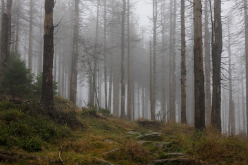 Obraz premium The old and autumn forest in Harz, Germany