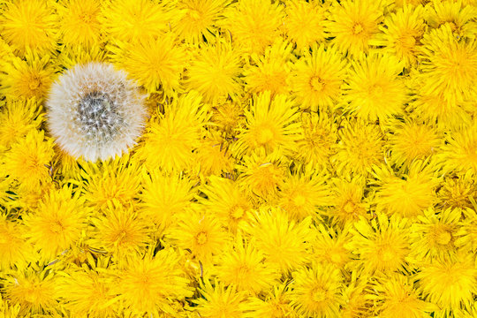 Fototapeta One ripe dandelion among yellow
