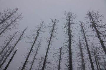 The old and autumn forest in Harz, Germany