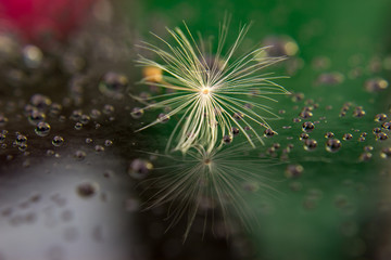 Seed of dandelion after rain - green and red