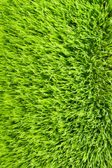 Field of fresh green grass texture as a background, top close up view