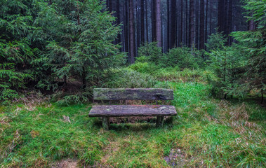 The old bench  in  forest in Harz, Germany