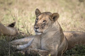 Fototapeta na wymiar Young Lion, Serengeti