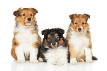 Shetland Sheepdog puppies on white
