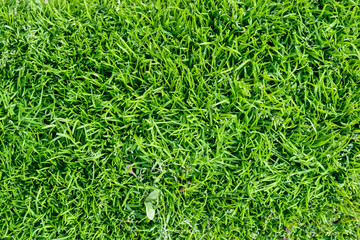 Juicy grass on sunny day