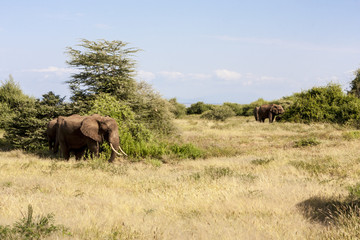 Obraz premium Wild African Elephant on the Move - Tanzania Africa