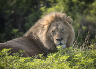 Beautiful Male Lion, Ngorongoro