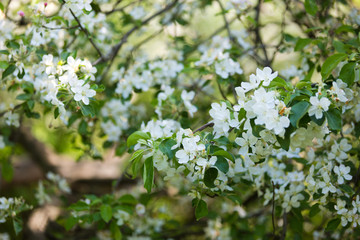 Spring аpple blossom in the garden