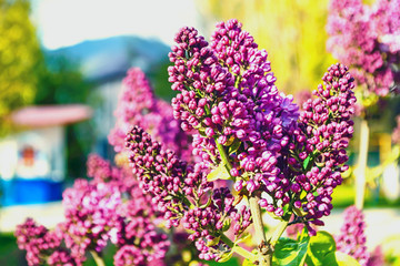 Syringa vulgaris lilac starts to bloom