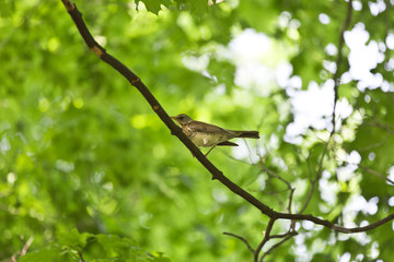The thrush looking for food for the Chicks