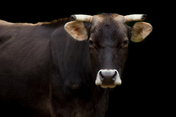 Ritratto di mucca su sfondo nero