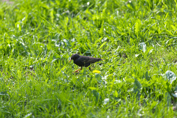 Starling walks across the lawn in search of food