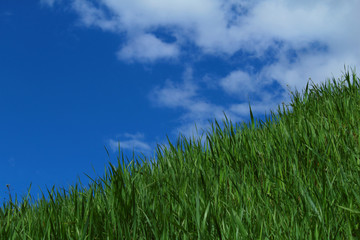 Up to the goal. Blue sky, green grass.