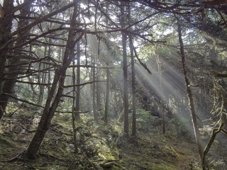 Forest Sun Rays