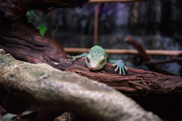Emerald lizard laying on the tree trunk.
