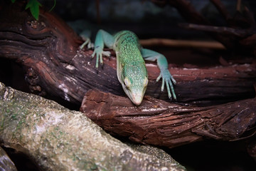 Emerald lizard laying on the tree trunk.