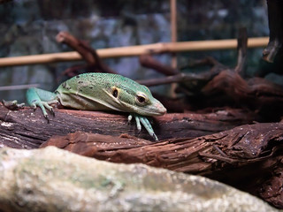 Green lizard laying on the tree trunk.