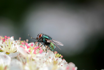 Fliege auf Blüten, Insekt, Natur, Tier